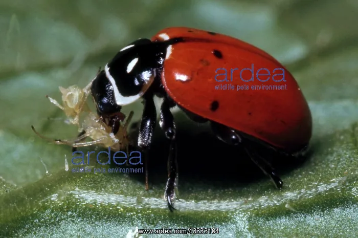 : Lady Bird Beetle : Lady Bird Beetle