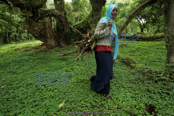 : Lady collecting firewood in the Harenna forest : Lady collecting firewood in the Harenna forest