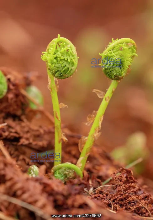  : Lady fern, Athyrium filix-femina, fronds unfurling