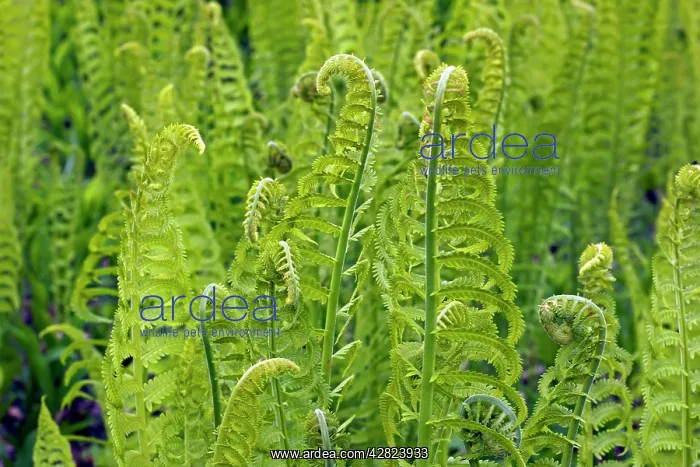 : Lady fern - a dominant plant in the understory of the taiga : Lady fern - a dominant plant in the understory of the taiga