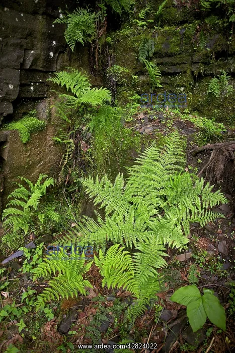 : Lady fern - a dominant plant in the understory of the taiga : Lady fern - a dominant plant in the understory of the taiga