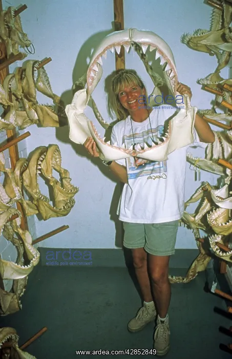 : Lady holding Shark Jaws - Being sold as Souvenirs : Lady holding Shark Jaws - Being sold as Souvenirs