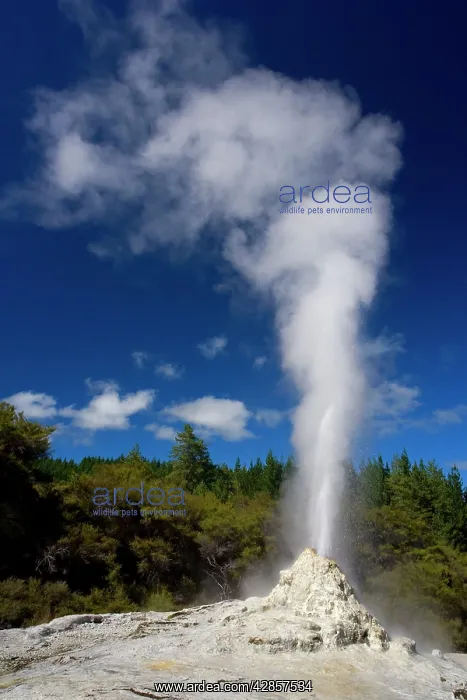 : Lady Knox Geyser - erupting Geyser spewing water : Lady Knox Geyser - erupting Geyser spewing water