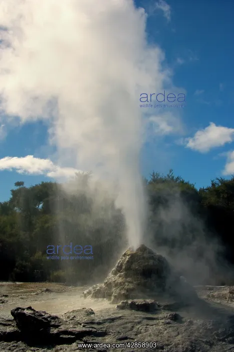 : Lady Knox Geyser - erupting Geyser spewing water : Lady Knox Geyser - erupting Geyser spewing water