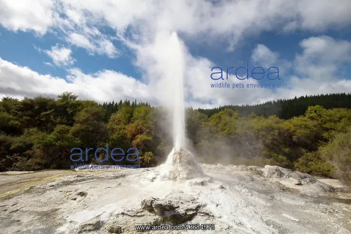: Lady Knox Geyser erupting at Wai-O-Tapu Geothermal W : Lady Knox Geyser erupting at Wai-O-Tapu Geothermal W