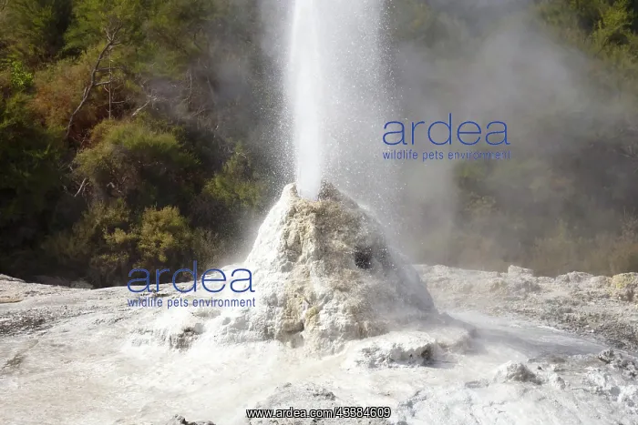 : Lady Knox Geyser erupting at Wai-O-Tapu Geothermal W : Lady Knox Geyser erupting at Wai-O-Tapu Geothermal W