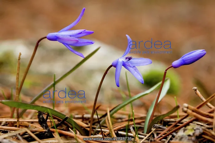 : 'Lady Loch's Glory of the snows' - endemic bulb : 'Lady Loch's Glory of the snows' - endemic bulb