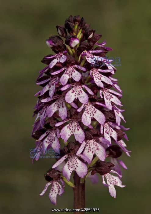: Lady orchid : Lady orchid