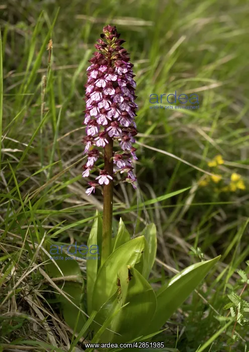  : Lady orchid