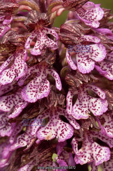  : Lady Orchid