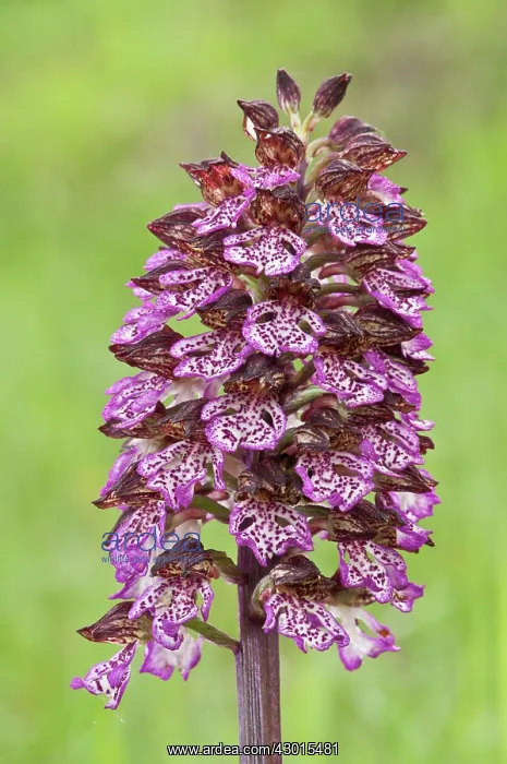  : Lady Orchid
