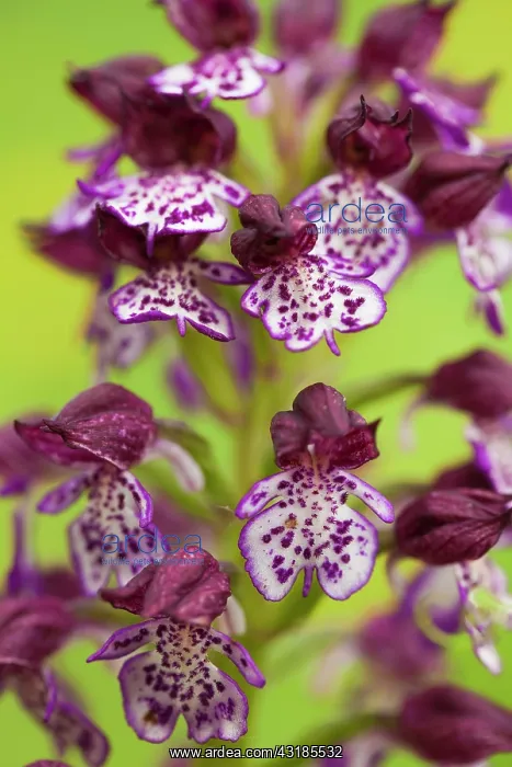 : Lady Orchid : Lady Orchid