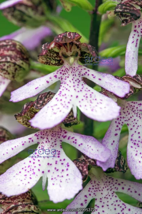 : Lady Orchid - detailed study of flowers Germany : Lady Orchid - detailed study of flowers Germany