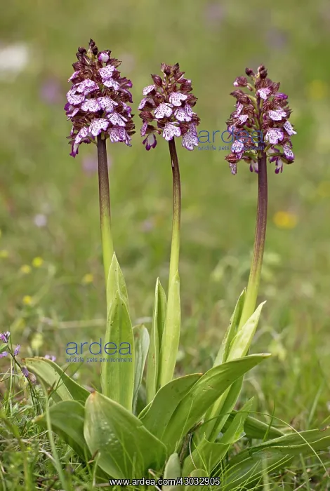  : Lady Orchid in flower, Italy