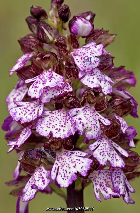 : Lady Orchid in flower, Italy