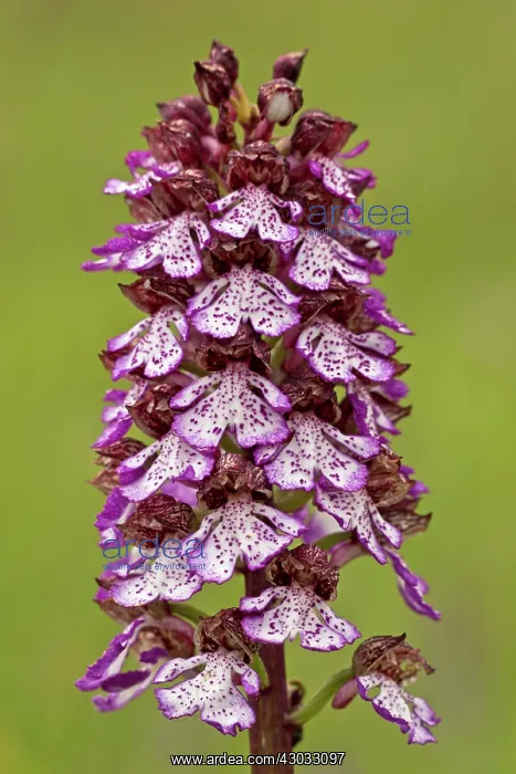  : Lady Orchid in flower, Italy