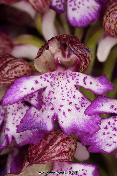  : Lady orchid - in flower. Very rare in UK
