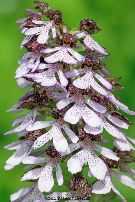  : Lady Orchid - Flowers Germany (Orchis purpurea)