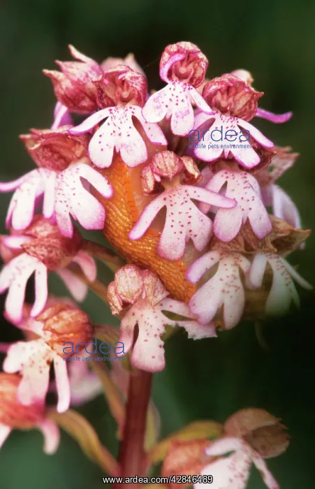 : Lady orchid - France : Lady orchid - France