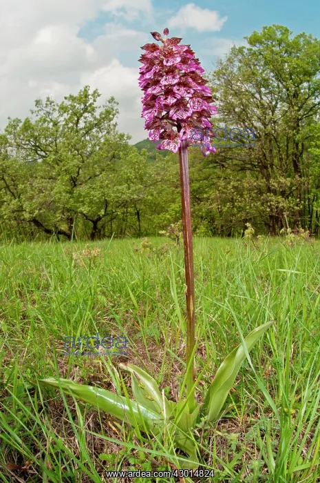  : Lady Orchid in its natural habitat