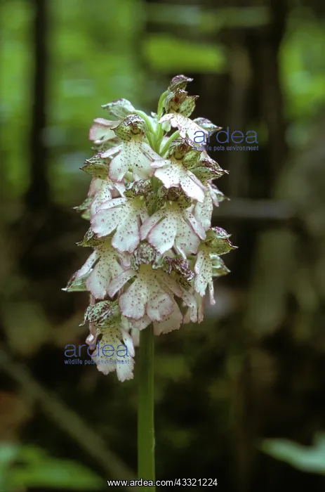 : Lady orchid (Orchis purpurea) : Lady orchid (Orchis purpurea)