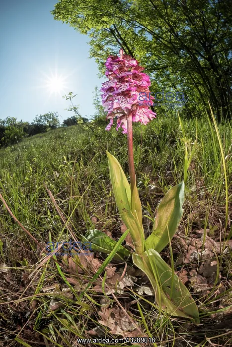 : The lady orchid (Orchis purpurea) growing in the meadow, Pie : The lady orchid (Orchis purpurea) growing in the meadow, Pie