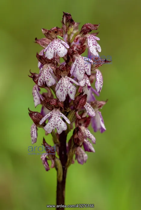 : Lady Orchid, Orchis purpurea, in limestone grassland : Lady Orchid, Orchis purpurea, in limestone grassland