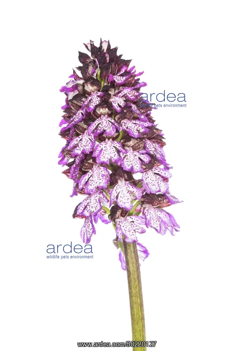 : Lady orchid (Orchis purpurea) against a white background, Piedmont, Italy : Lady orchid (Orchis purpurea) against a white background, Piedmont, Italy