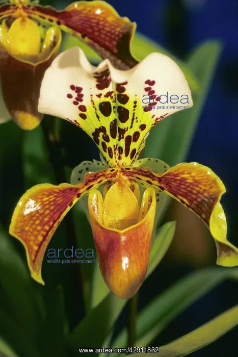 : Lady Slipper Orchid - Hybrid Orchid : Lady Slipper Orchid - Hybrid Orchid