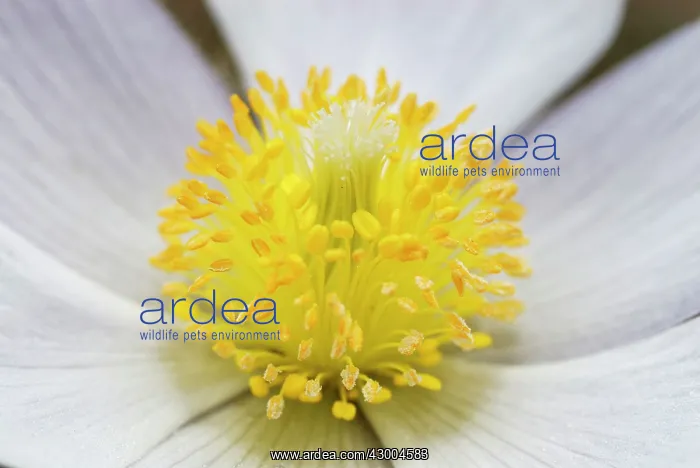 : Lady of the Snows Spring Pasqueflower : Lady of the Snows Spring Pasqueflower