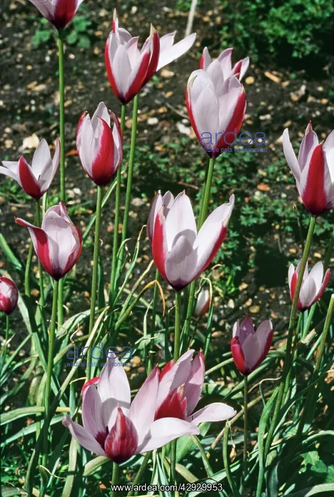 : Lady Tulip : Lady Tulip