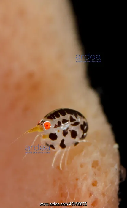  : Ladybird Amphipod undescribed