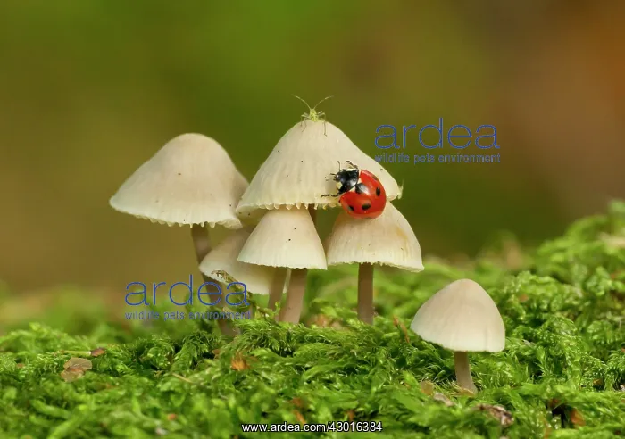 : Ladybird and Aphids (Aphidoidea sp) on fungi (Mycenaceae : Ladybird and Aphids (Aphidoidea sp) on fungi (Mycenaceae