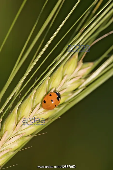 : Ladybird - On barley seed head : Ladybird - On barley seed head