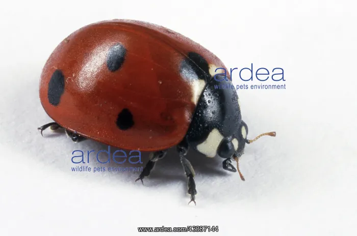 : Ladybird Beetle : Ladybird Beetle