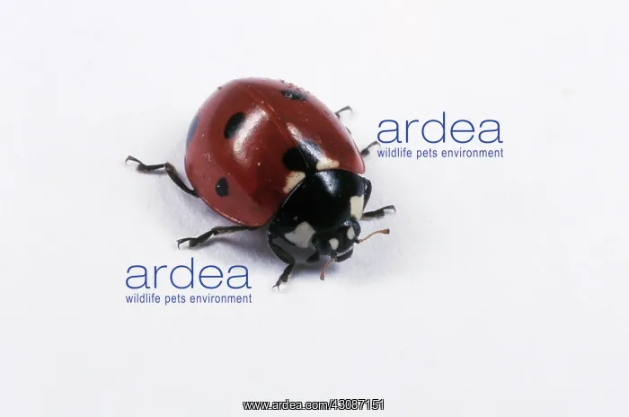 : Ladybird Beetle : Ladybird Beetle
