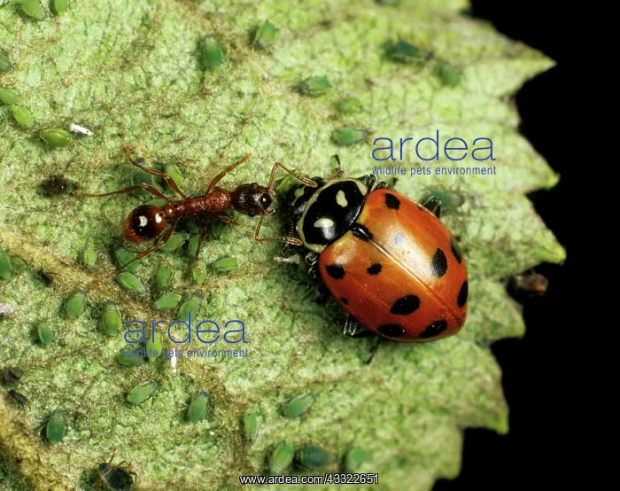 : Ladybird beetle with ant : Ladybird beetle with ant