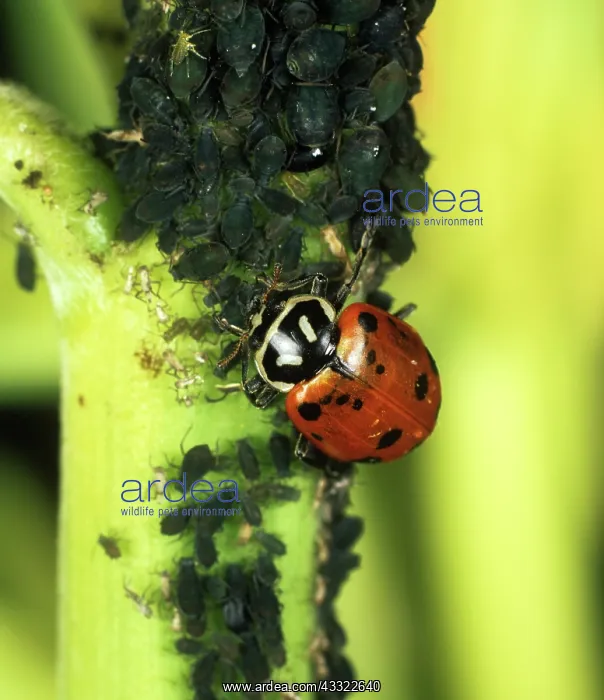 : Ladybird beetle with aphids : Ladybird beetle with aphids