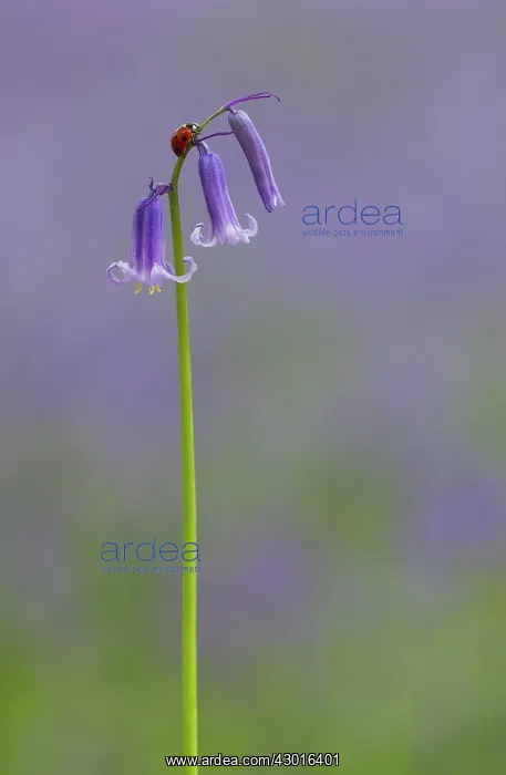 : Ladybird on Bluebell (Hyacinthoides non-scripta) : Ladybird on Bluebell (Hyacinthoides non-scripta)