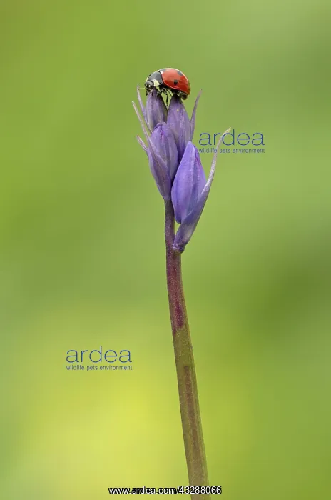  : Ladybird - on Bluebell - Spring