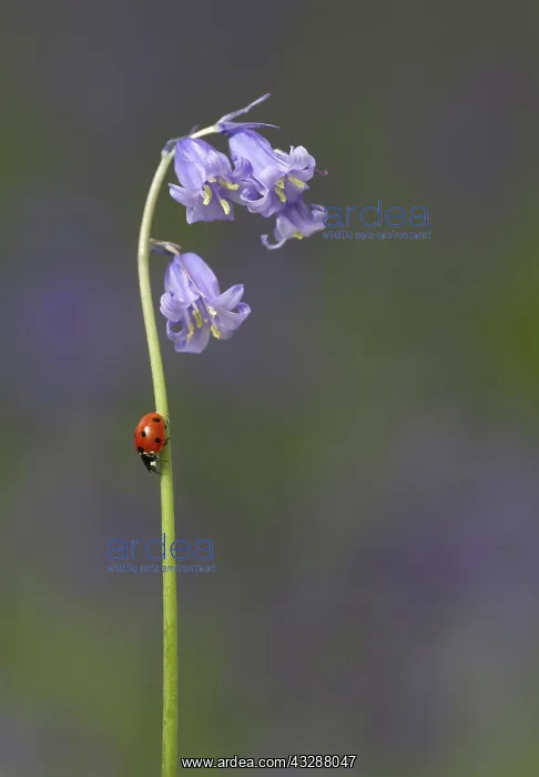 : Ladybird - on Bluebell stem - May : Ladybird - on Bluebell stem - May