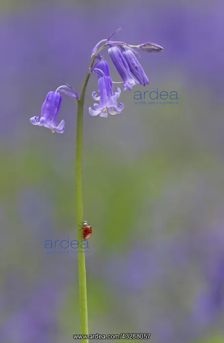: Ladybird - on Bluebell stem - May : Ladybird - on Bluebell stem - May