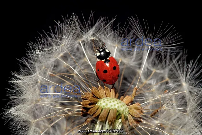 : Ladybird (Coccinellidae) on dandelion, dandelion : Ladybird (Coccinellidae) on dandelion, dandelion
