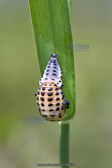 : Ladybird (Coccinellidae) in pupal stage : Ladybird (Coccinellidae) in pupal stage
