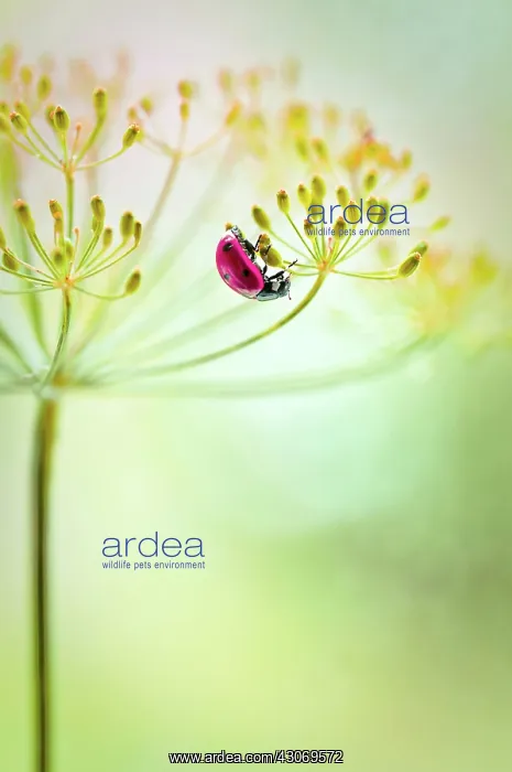 : Dill. Ladybird, Coccinellidae on underside of umbel of Dill seed head : Dill. Ladybird, Coccinellidae on underside of umbel of Dill seed head