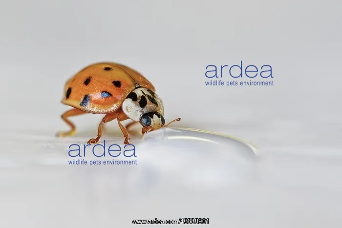 : A ladybird crawls on the tip of a leaf or blade : A ladybird crawls on the tip of a leaf or blade