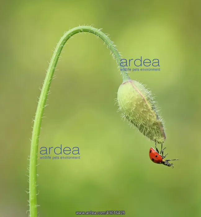 : Ladybird dangling from Poppy (Papaver rhoeas) flower : Ladybird dangling from Poppy (Papaver rhoeas) flower