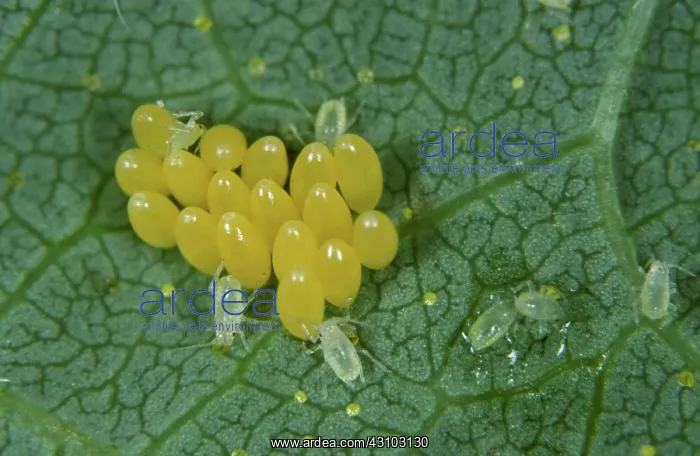 : Ladybird eggs among hop aphids (Phorodon humuli) : Ladybird eggs among hop aphids (Phorodon humuli)
