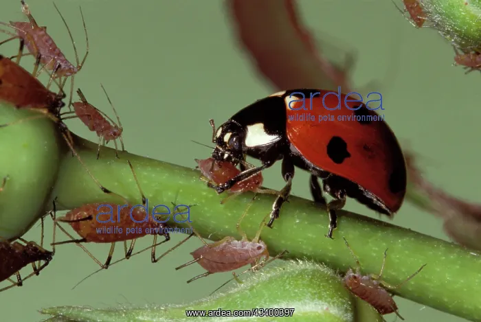 : Ladybird - feeding on Aphids : Ladybird - feeding on Aphids