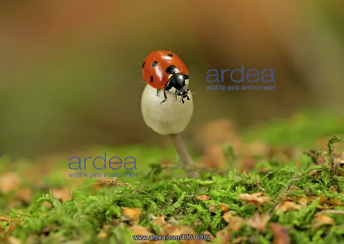 : Ladybird on fungi (Mycenaceae sp) Autumn : Ladybird on fungi (Mycenaceae sp) Autumn